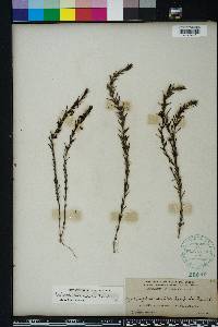 Sophronanthe hispida image