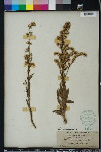 Solidago stricta image