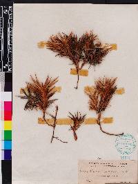 Cyperus pedunculatus image