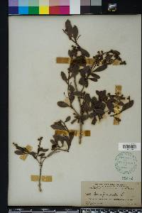Conocarpus erectus image