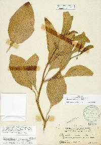 Physalis walteri image