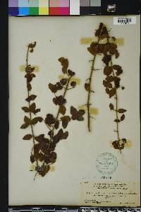 Sageretia minutiflora image