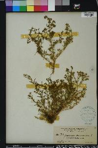 Polypremum procumbens image