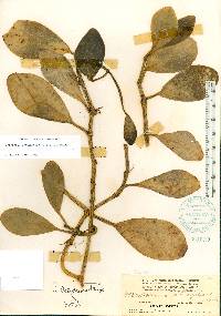 Peperomia obtusifolia image