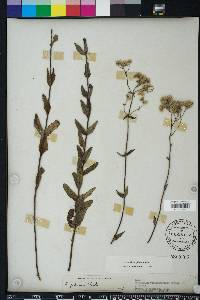 Eupatorium pilosum image