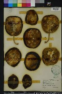 Artocarpus altilis image