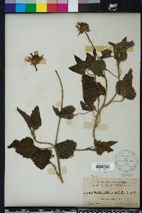 Helianthus debilis image