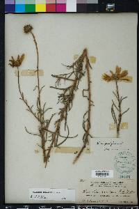 Helianthus angustifolius image