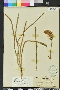 Stenanthium densum image