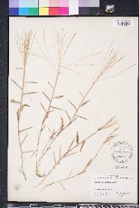 Gymnopogon brevifolius image