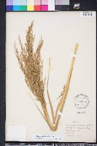 Phragmites karka image