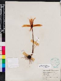 Zephyranthes treatiae image