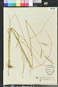 Spartina patens image