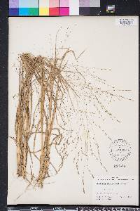 Eragrostis refracta image