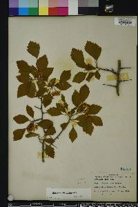 Crataegus pulcherrima image