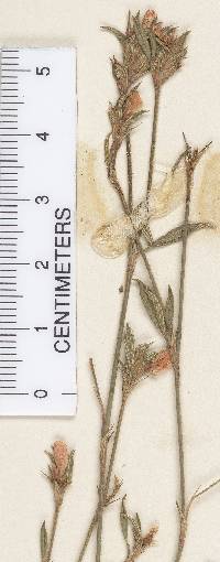 Stylosanthes calcicola image