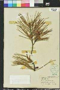 Pinus glabra image