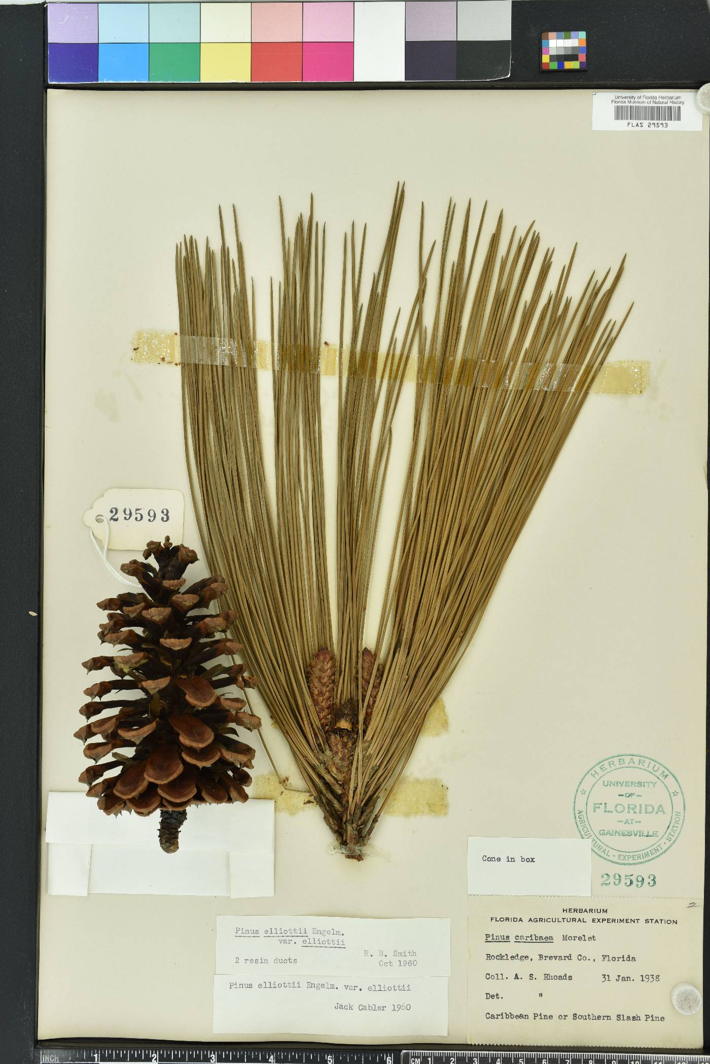 Pinus elliottii image