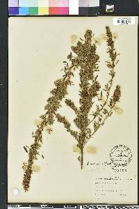 Lespedeza virginica image