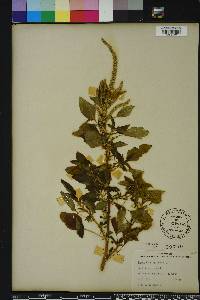 Amaranthus spinosus image