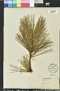 Pinus rigida image