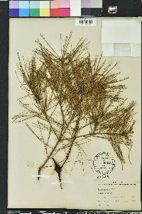 Pinus glabra image