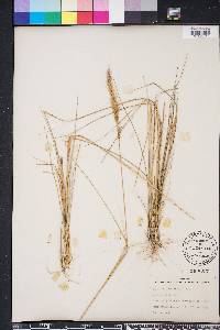 Aristida spiciformis image