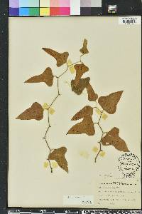 Smilax bona-nox image