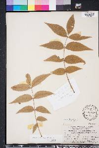 Carya illinoinensis image