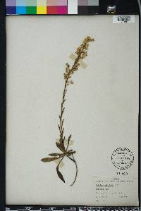 Solidago stricta image