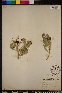 Borrichia frutescens image