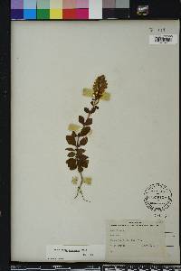 Scutellaria arenicola image