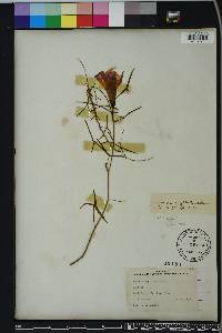 Ipomoea sagittata image