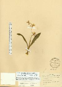 Prosthechea boothiana image