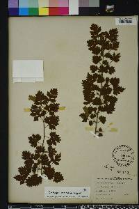 Crataegus marshallii image