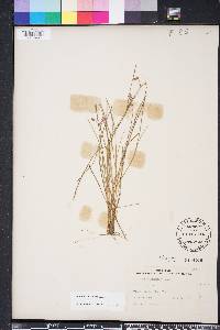 Callisia graminea image