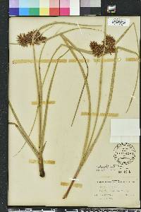 Cyperus planifolius image