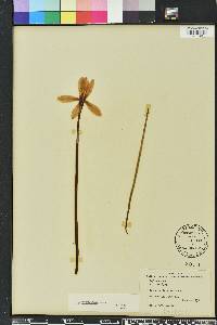 Zephyranthes macrosiphon image