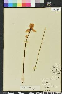 Zephyranthes macrosiphon image