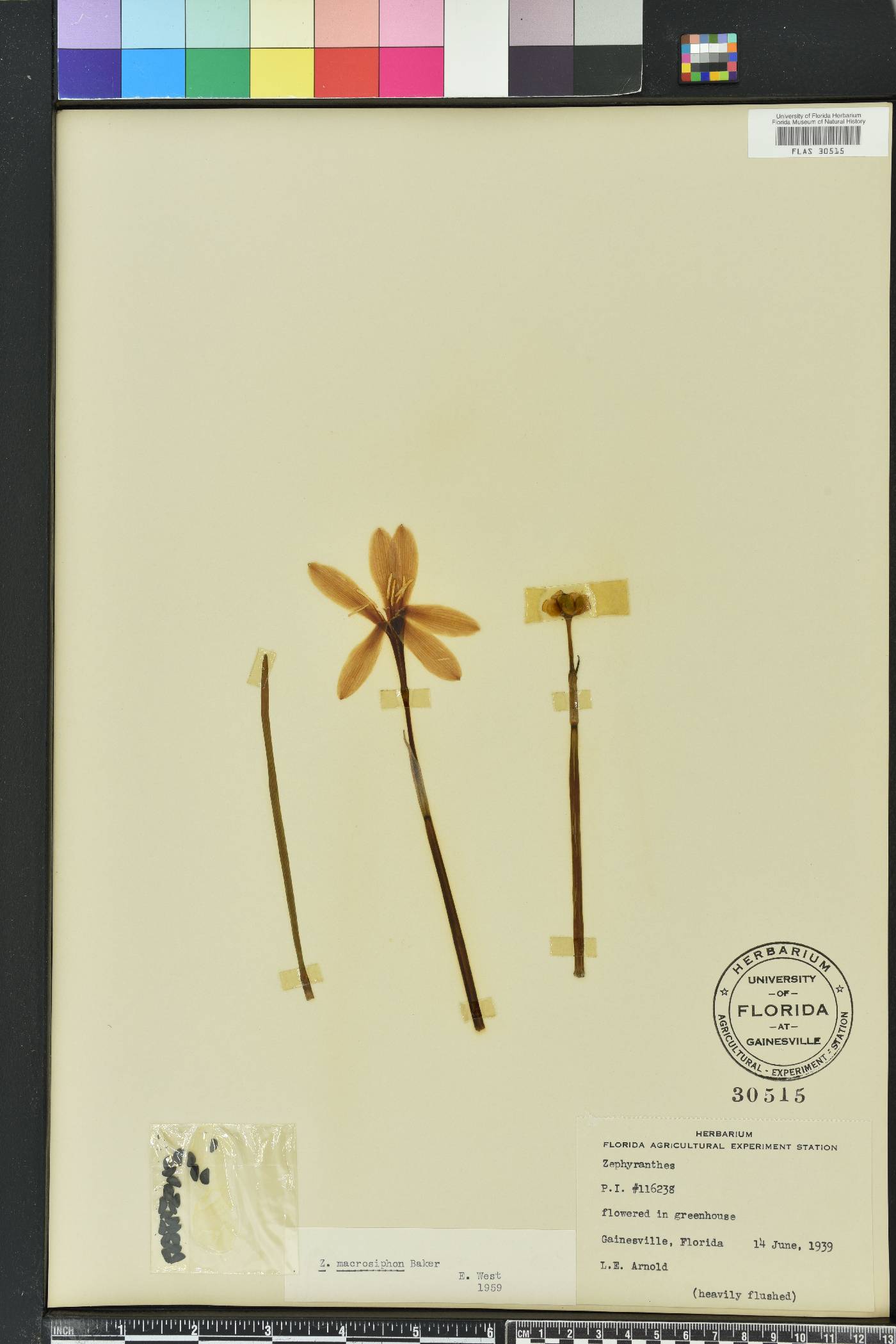 Zephyranthes macrosiphon image
