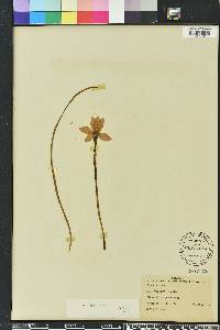 Zephyranthes macrosiphon image