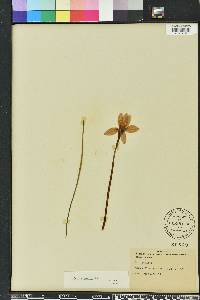 Zephyranthes macrosiphon image
