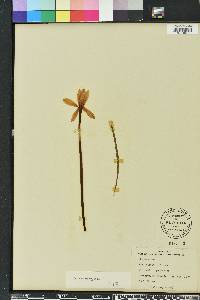 Zephyranthes macrosiphon image