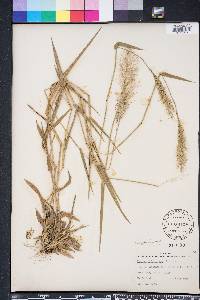 Dichanthelium erectifolium image