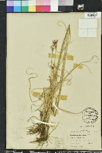 Rhynchospora microcarpa image