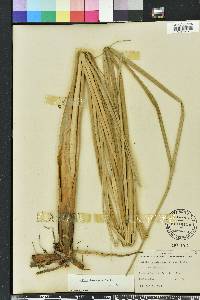 Cladium jamaicense image