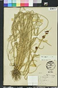 Rhynchospora cephalantha image