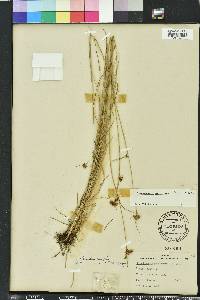 Rhynchospora fascicularis image