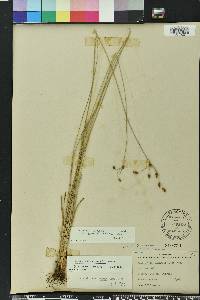 Fimbristylis puberula image