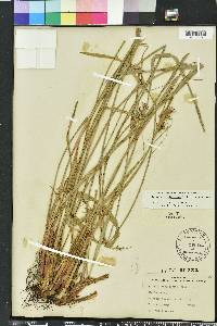 Scleria triglomerata image